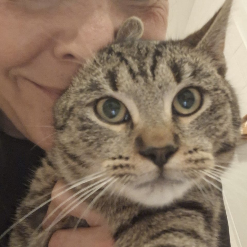 Fundkatze Gino sucht ein Zuhause - Mischling - Hainburg an der Donau