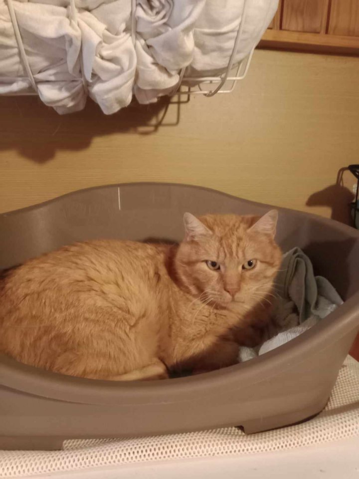 Er wartet schon so lange - Hauskatzen - Bad bevensen