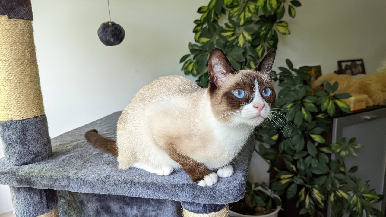 Snowshoe Dame sucht Liebesleben - Katzen Sonstige - Krailling