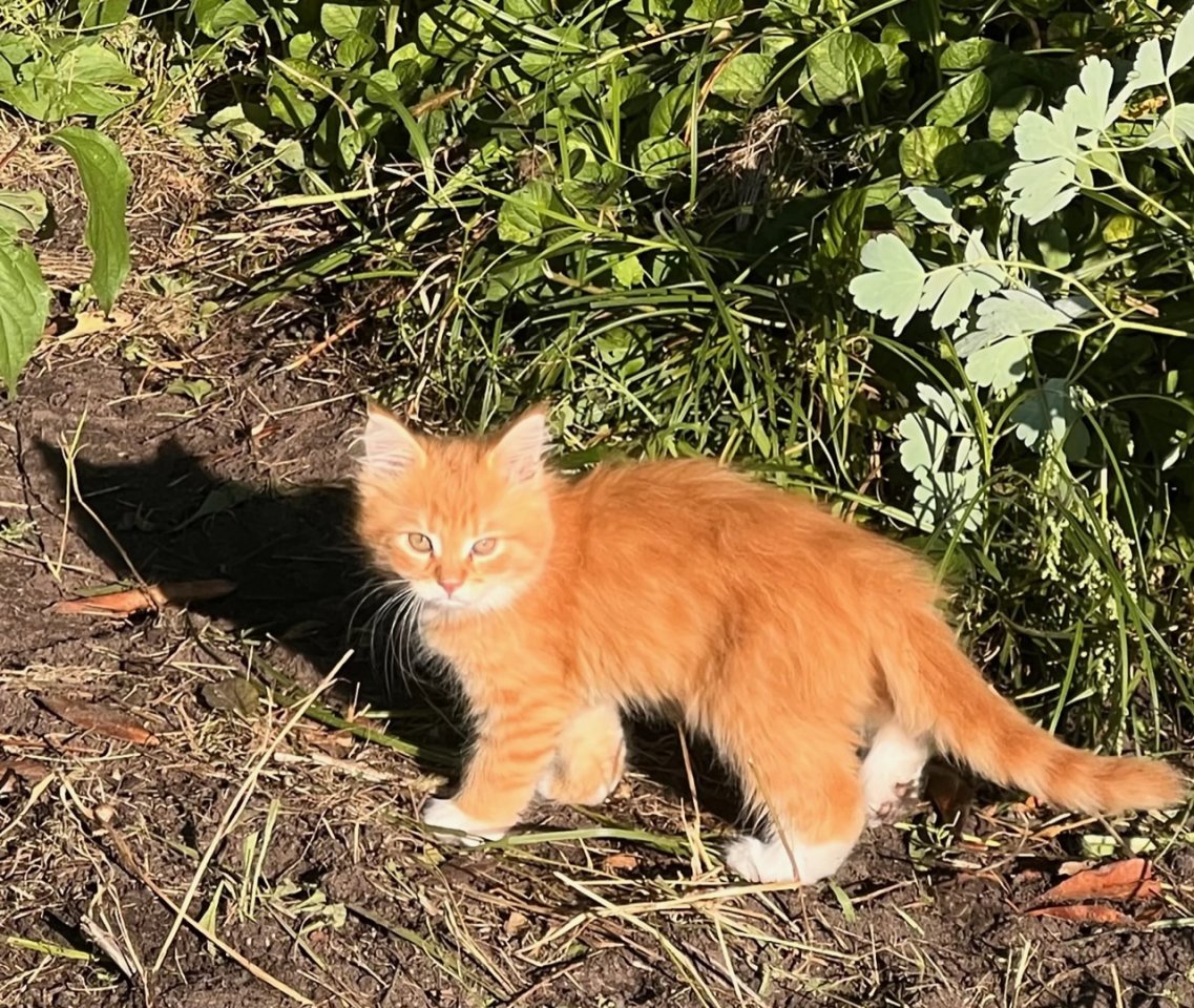 Main Coon 14 Wochen - Maine Coon - Wustermark