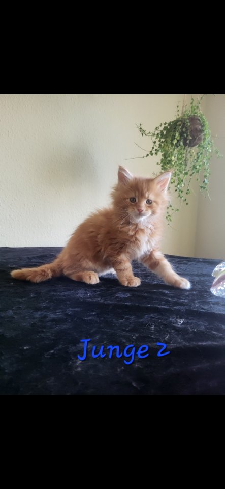 Reinrassige Main Coon Kitten - Maine Coon - Hannover