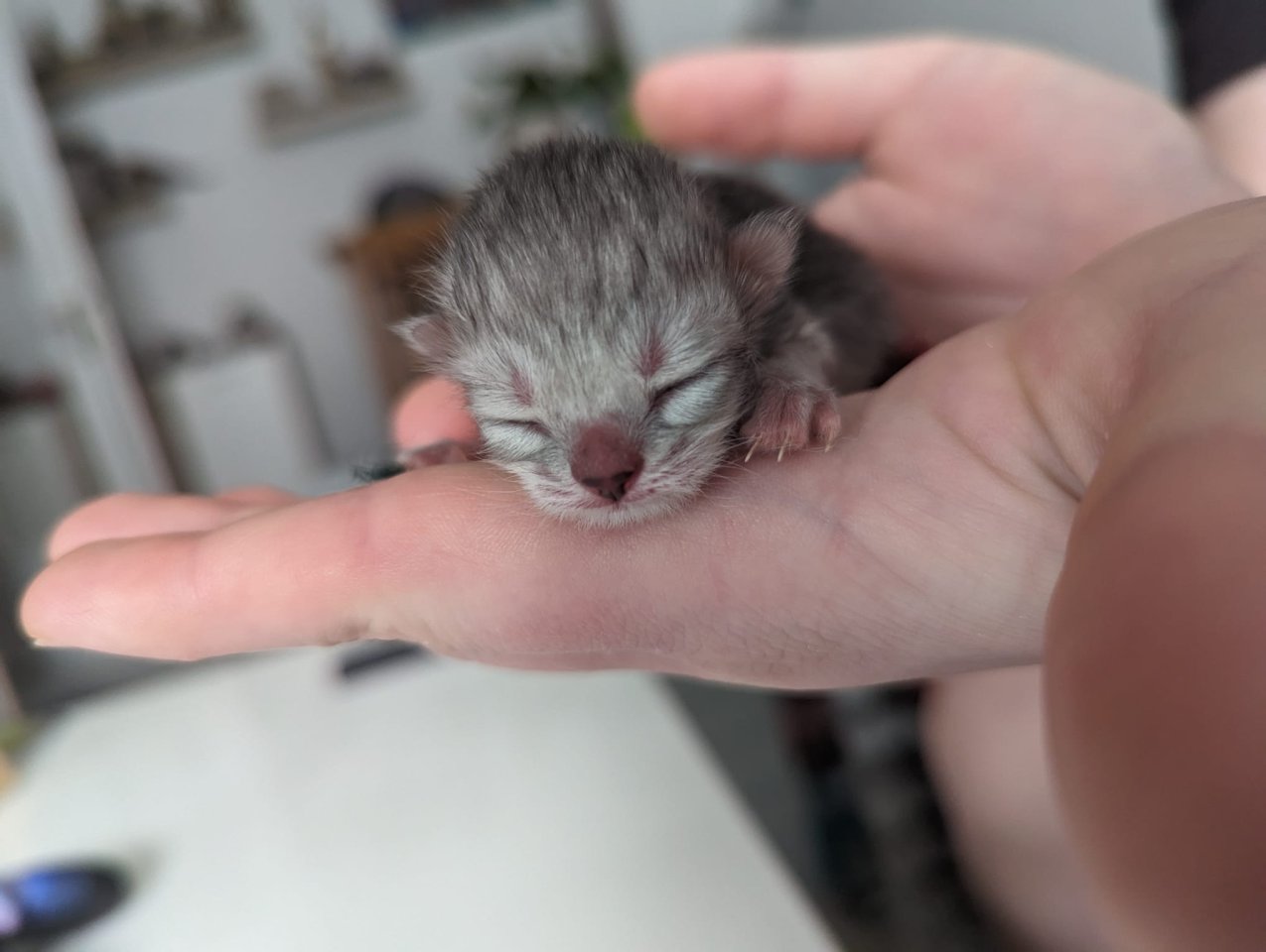Bkh/Scottish Fold Mix Kitten abzugeben - Mischling - Flecken Zechlin