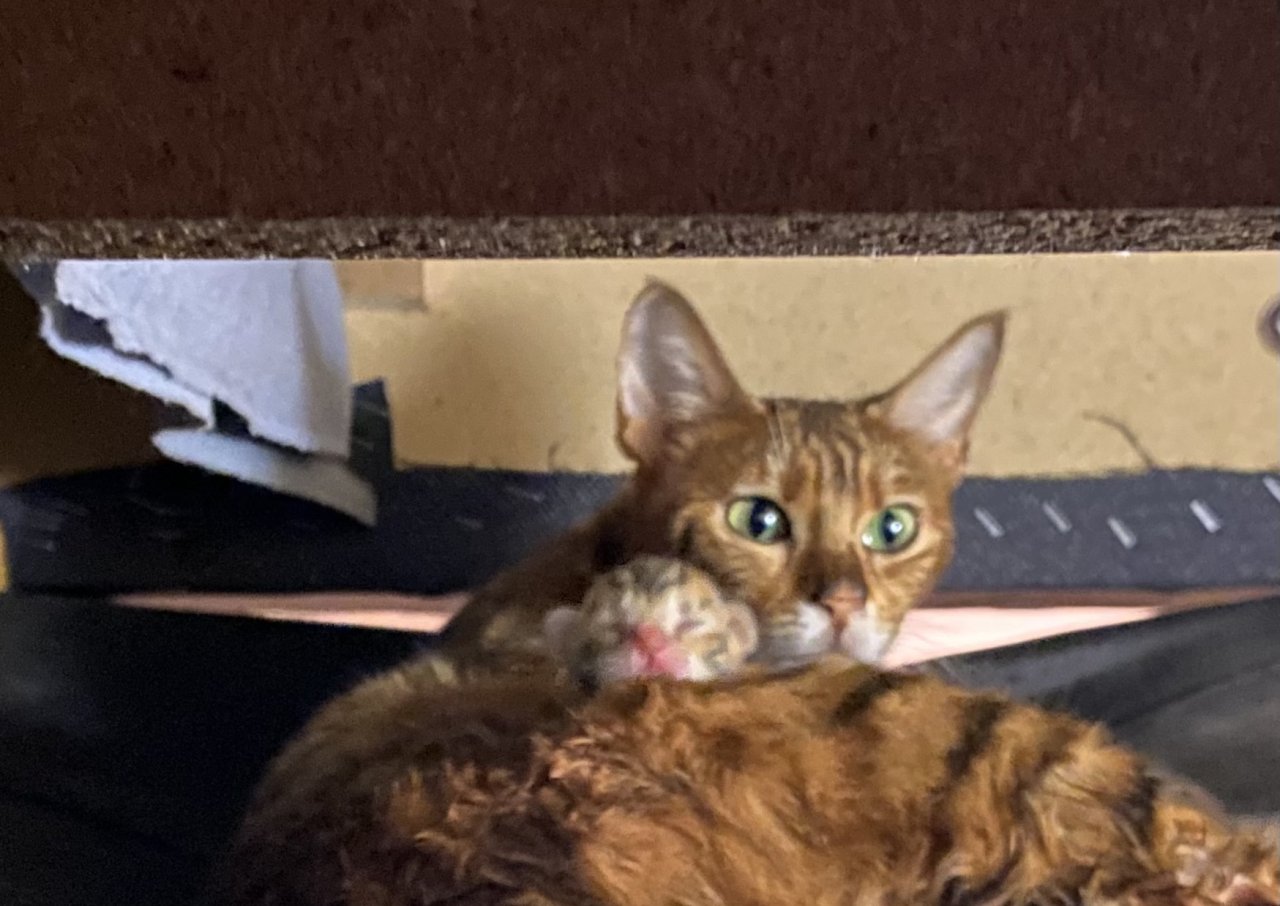 Süße Toyger Kätzchen mit Stammbaum - Katzen Sonstige - Salching