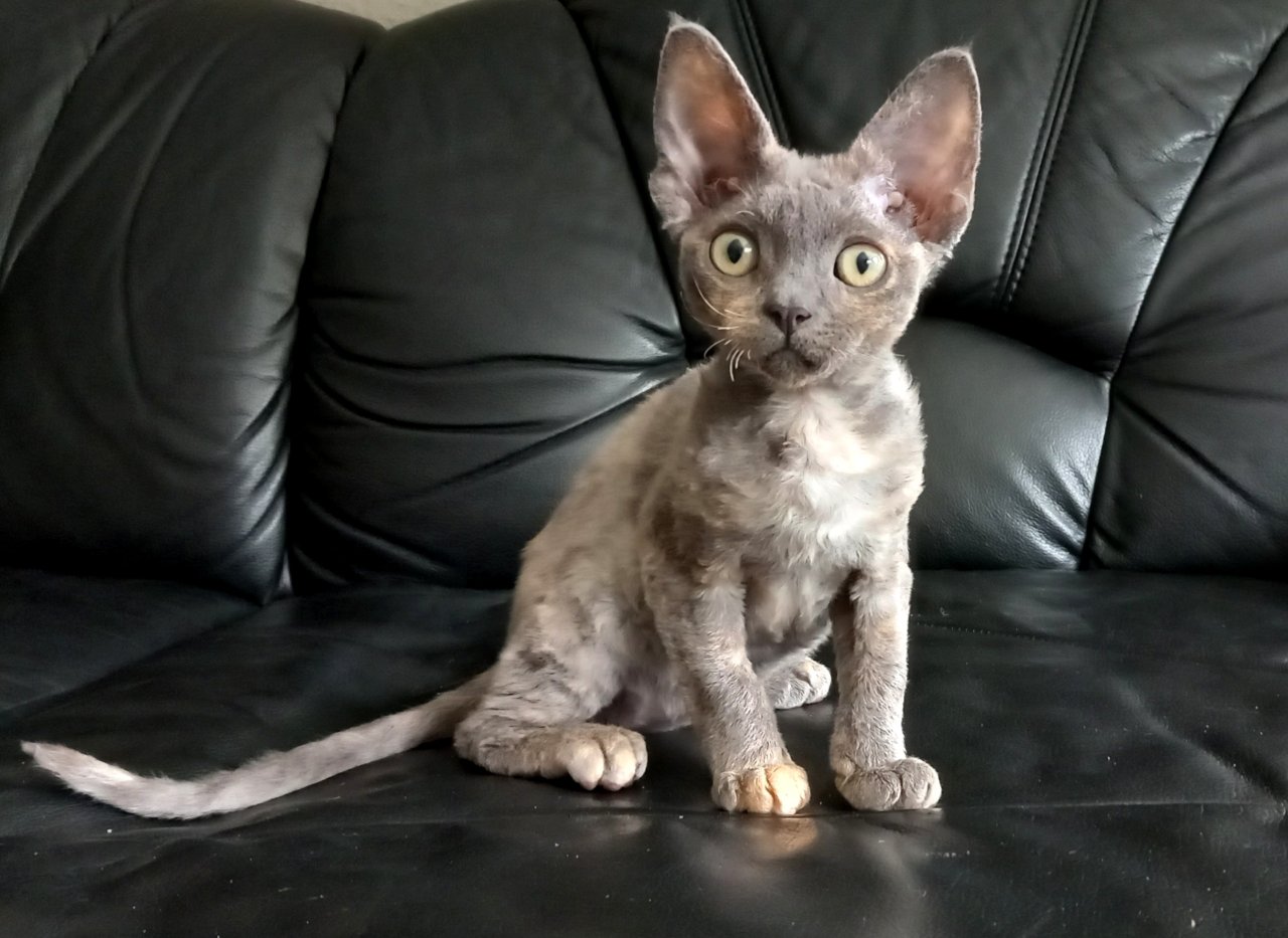Devon Rex Mädchen Juni.23 - Devon Rex - Tönisvorst