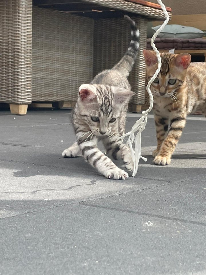 Bengalen Babys suchen neue Dosenöffner - Bengal - Grove