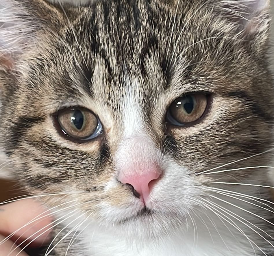 Kater sucht ein Zuhause - Mischling - Siegen