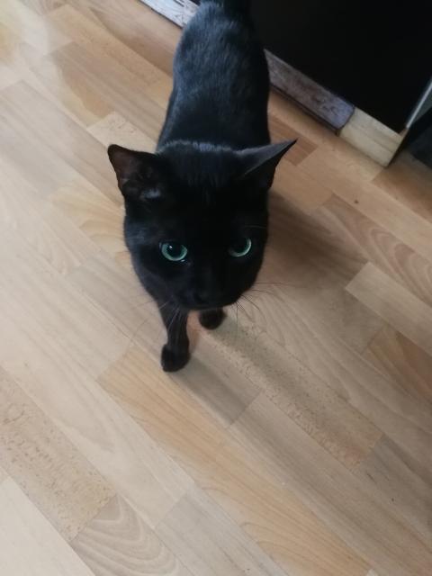 Bengal Kater - Bengal - Ansbach