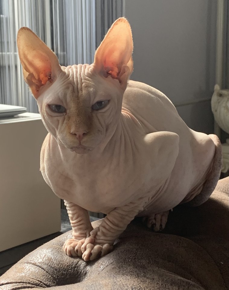 Don Sphinx Deckkater - Deckkater - Berlin
