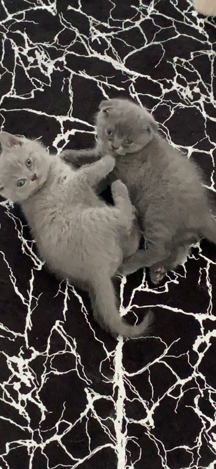 Britische Katze mit Stammbaum - Hauskatzen - Nordhausen