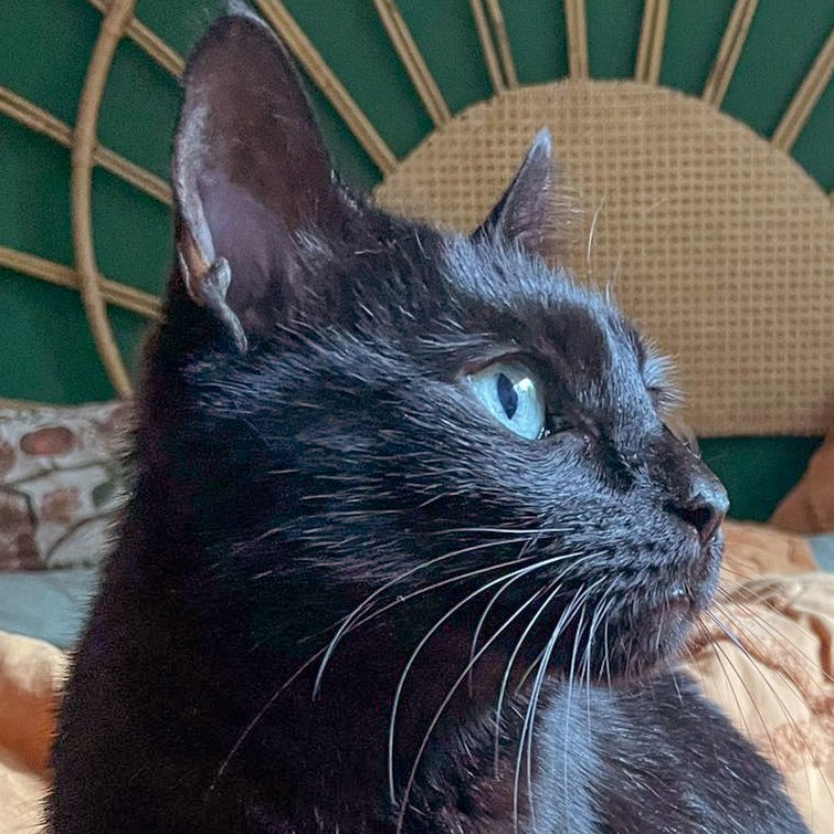 POLLY  und  EMI sind Geschwister, die zusammen vermittelt werden, weil sie sehr  - Hauskatzen - Lauf an der Pegnitz