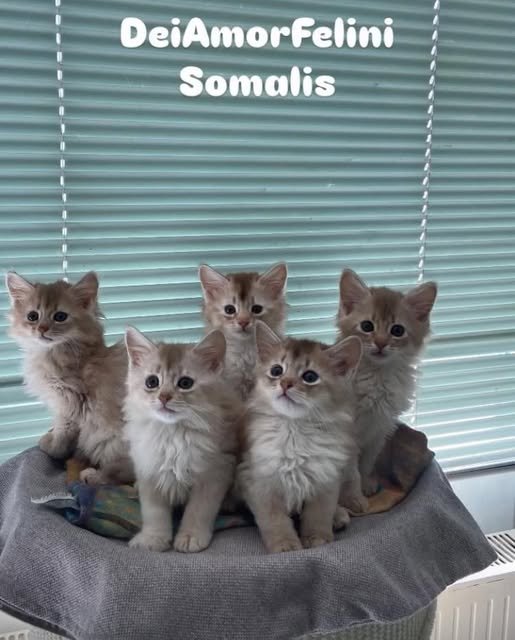 Somali Kitten in silber - Somali - Baden-Württemberg - Ehingen (Donau)