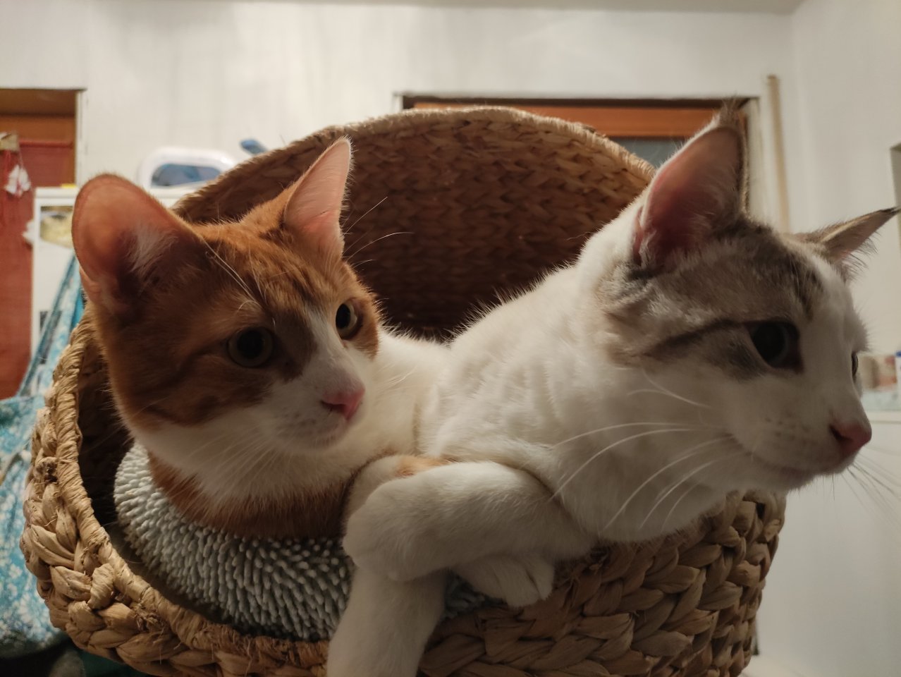Kater Dreamteam sucht seine Familie - Hauskatzen - München