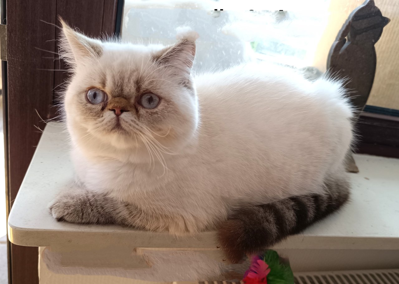 3 Exotic-Shorthair Kastraten - Exotic Shorthair - Naumburg