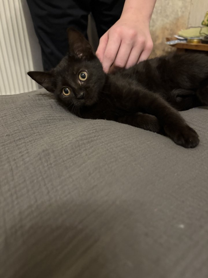 Katzen Babys mischlinge - Mischling - Bronkow