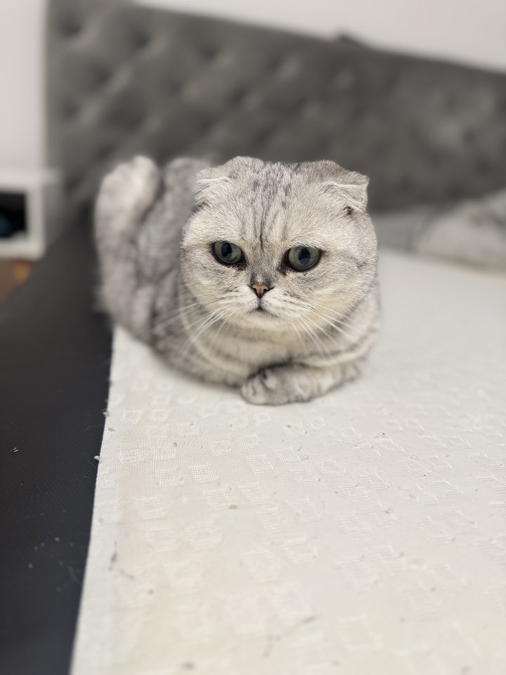 2 Scottisch Fold Katzen abzugeben - Hauskatzen - Bietigheim-Bissingen