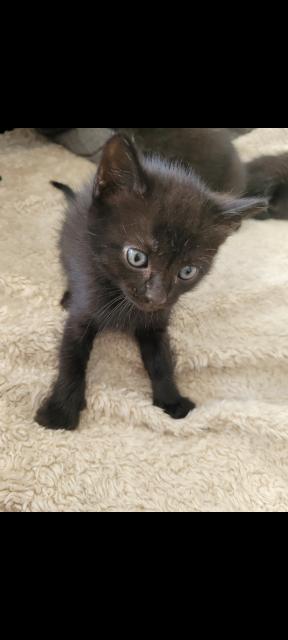 3 Scottish Fold-BKH Mix Kitten - Scottish Fold - Kaltenkirchen 
