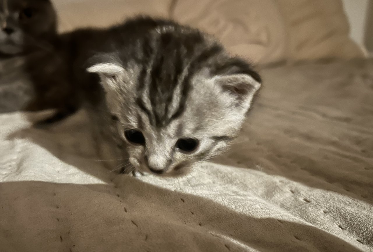 Kitten: Britisch Kurzhr Mix - Mischling - Heidelberg