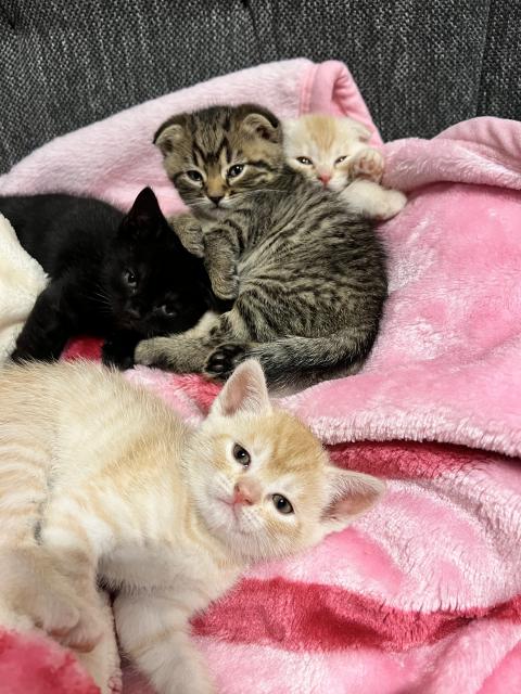 BKH Kitten Mix - British Kurzhaar - Marsberg 