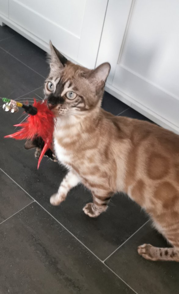 Süsse Bengal Kitten mit Stammbaum - Bengal - Hettstedt