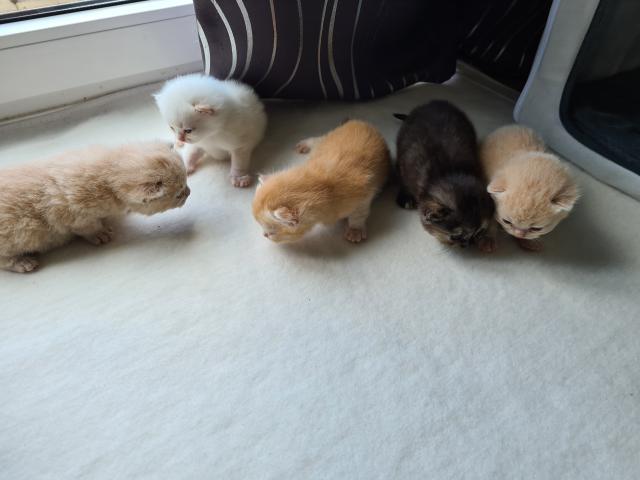 BKH Kitten - British Kurzhaar - Hennef