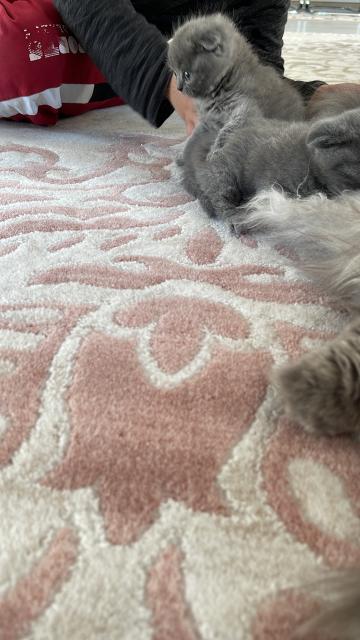 Scottish fold - Scottish Fold - Duisburg