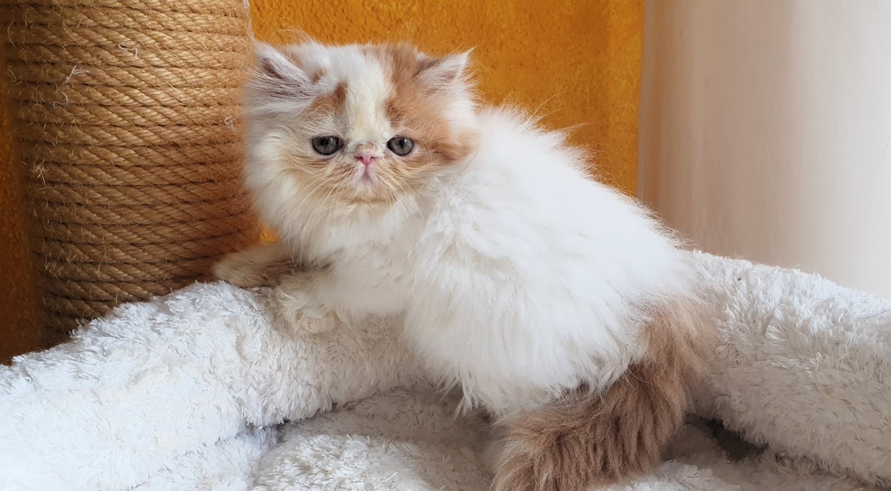 Exotic Shorthair und Perserkätzchen - Exotic Shorthair - Bremgarten