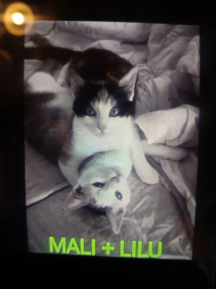 2 kleine amerikanische Shorthair Mix Katzen (16Wo, weibl.) - Mischling - Roedental