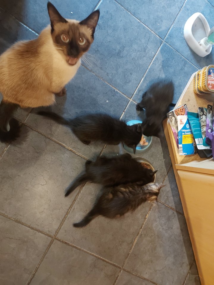 Siam Kitten Black Mixt - Mischling - Neunkirchen-Seelscheid