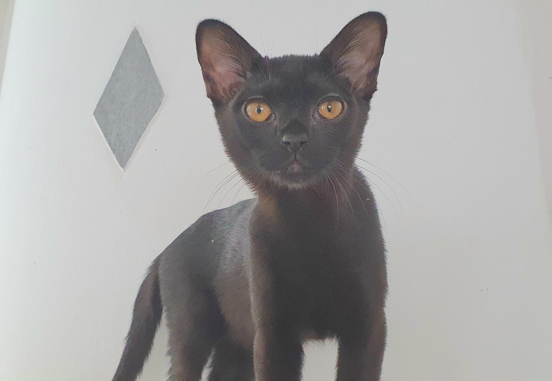Typvolles BOMBAY Kitten ( wbl.) mit Stammbaum - Burma - Alzenau