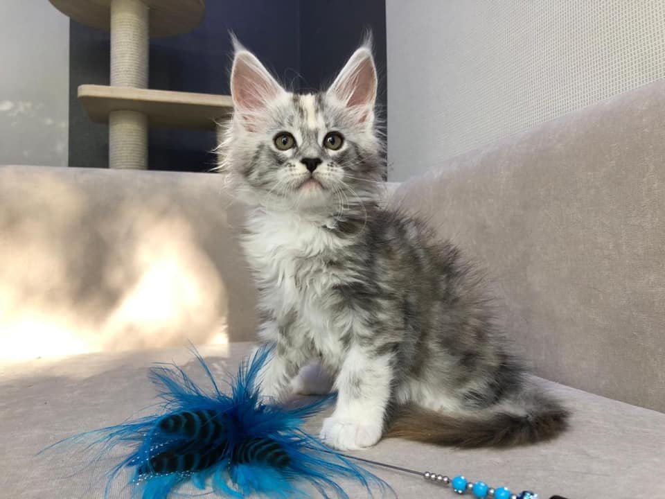 Verschmuste Maine Coon katzen - Hauskatzen - 63920 Großheubach (Bayern)