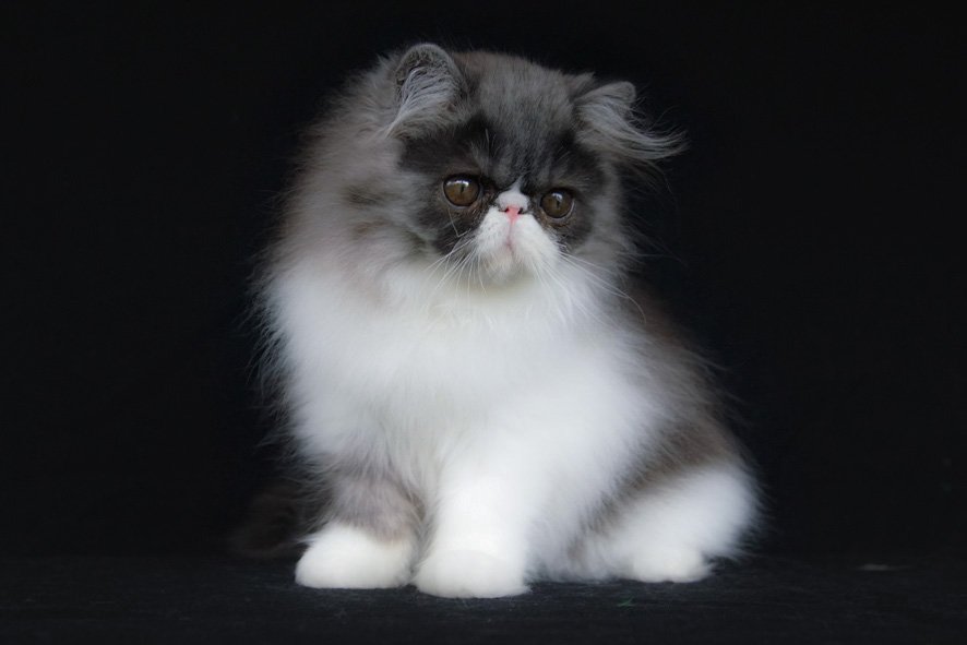 Perserkätzin black-smoke bicolor - Perser - Würzburg