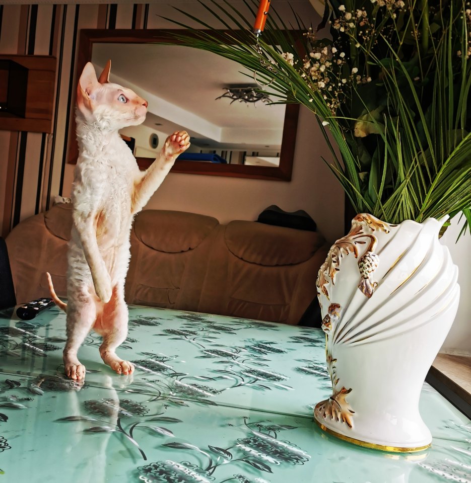 Wunderschönen Cornish Rex Lockenkatzen - Katzen Sonstige - Köln