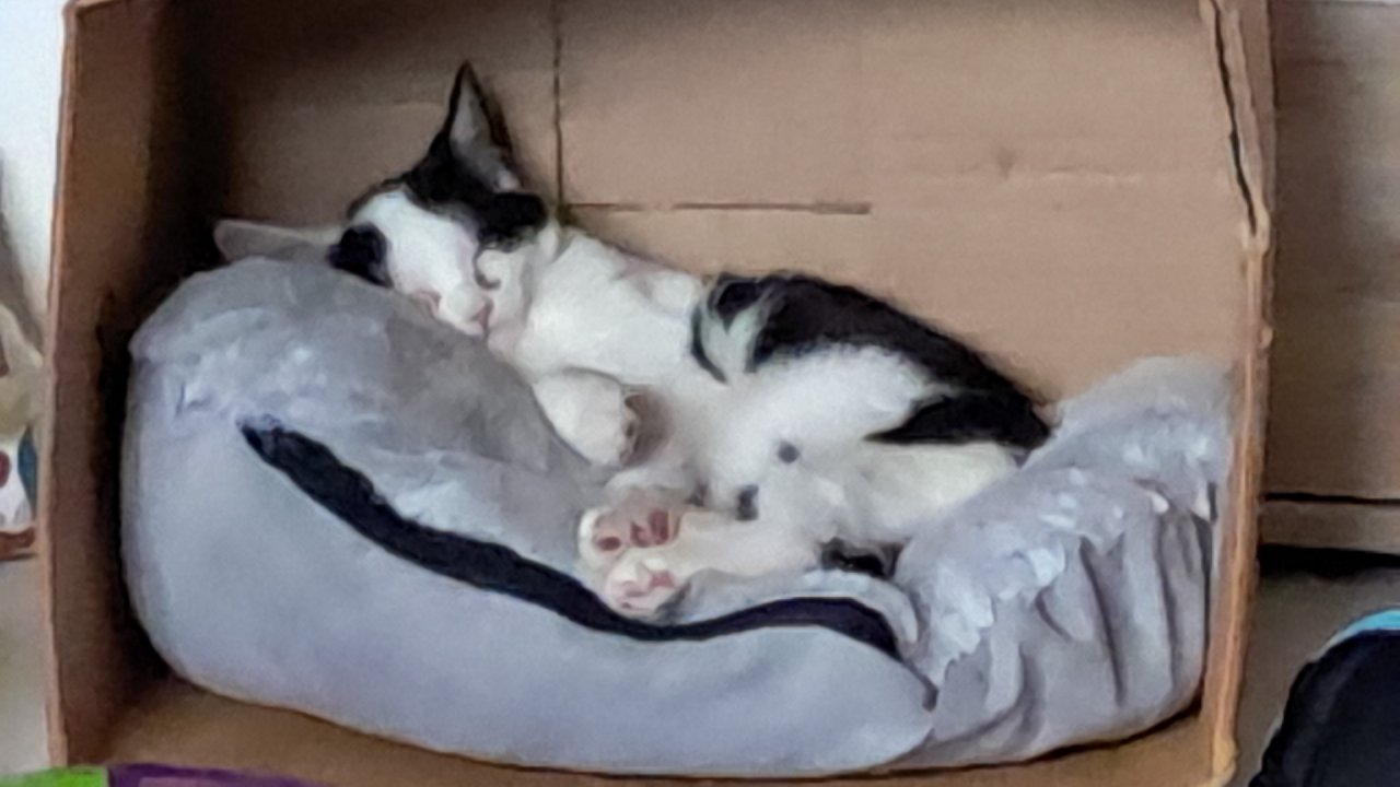 Katerchen Felix sucht Dringend - Hauskatzen - Himmelpforten