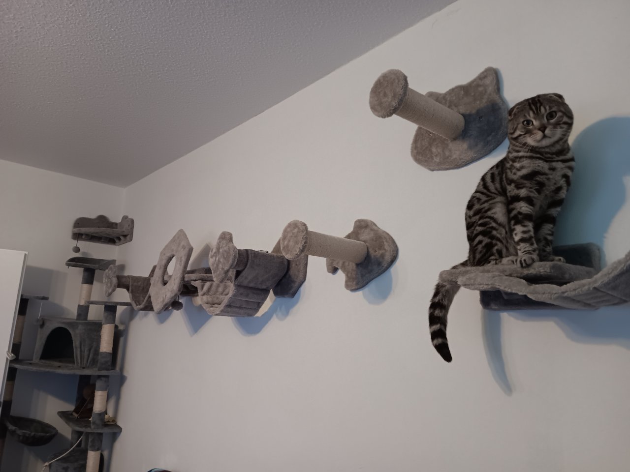 Rarität sucht Endplatz - Mischling - Essen