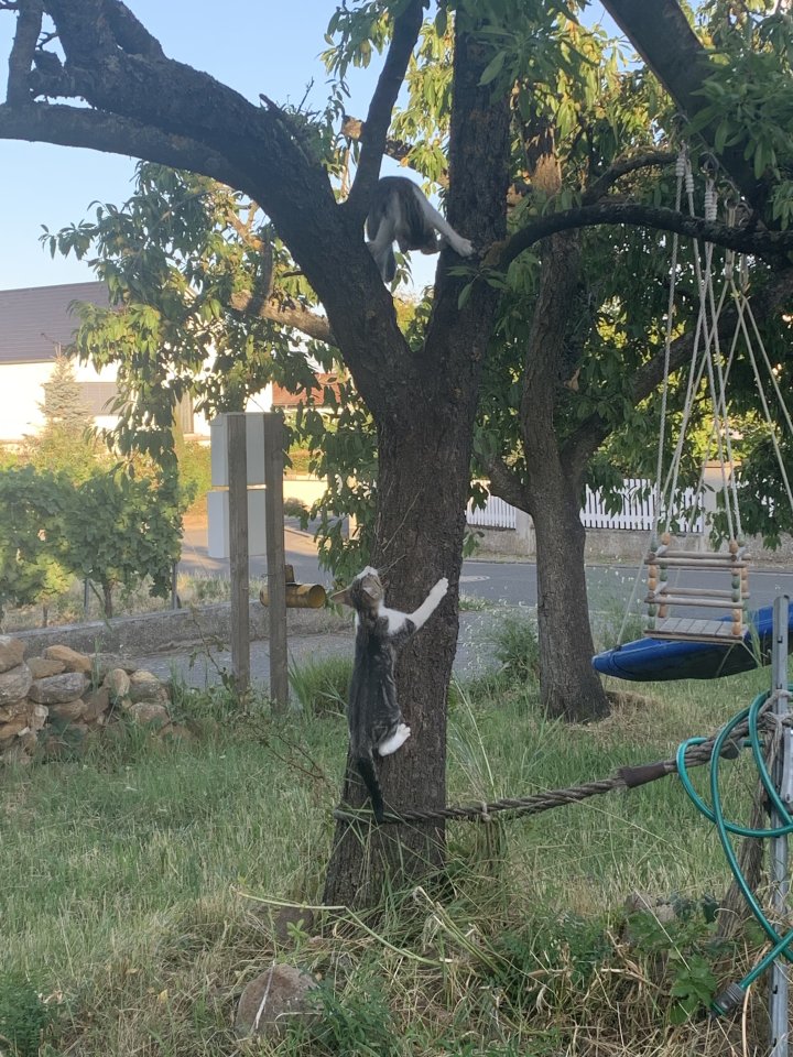 Kitten sofort auszugsbereit - Freigaenger - Kallstadt