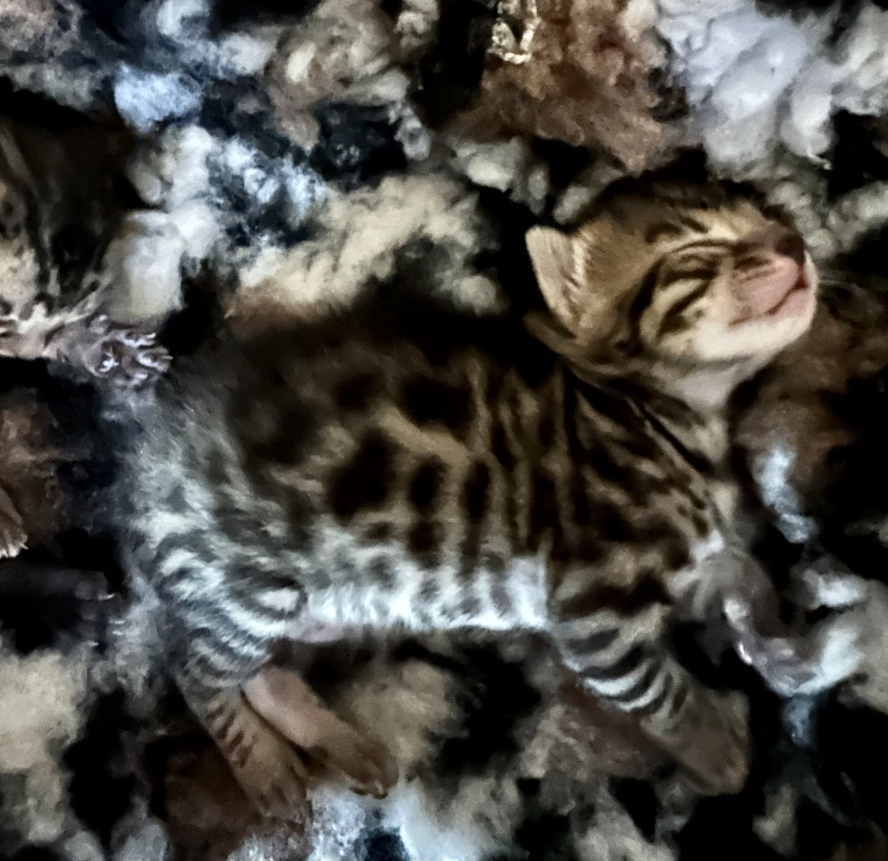 Bengalen aus liebevoller Zucht mit TICA-Stammbaum melanistic und brown spotted - Bengal - Lüdenscheid