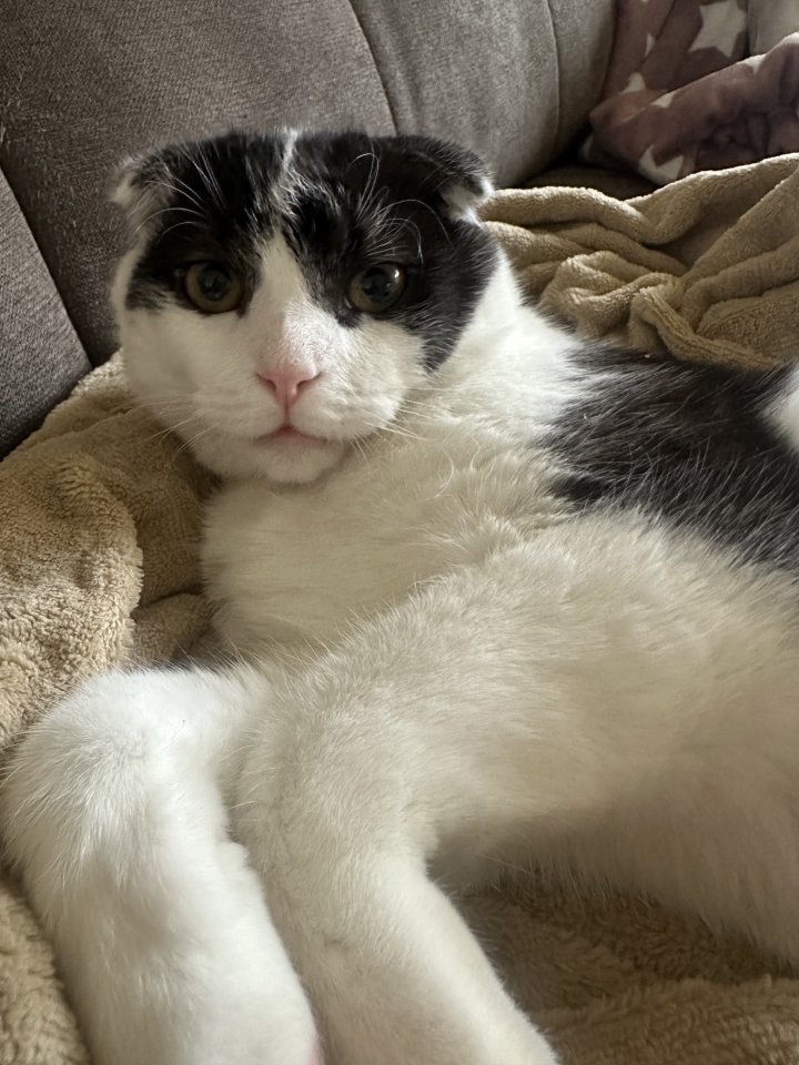 Kater schmerzlich abzugeben - Mischling - Rinteln