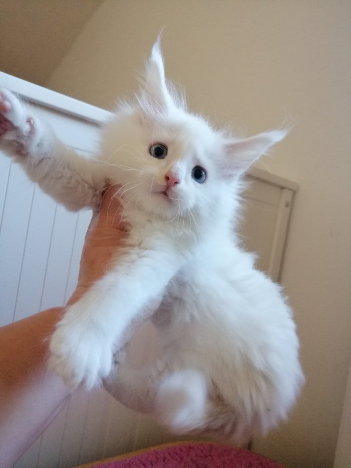 Maine Coon Kitten mit Stammbaum blaue Augen - Maine Coon - Stuttgart