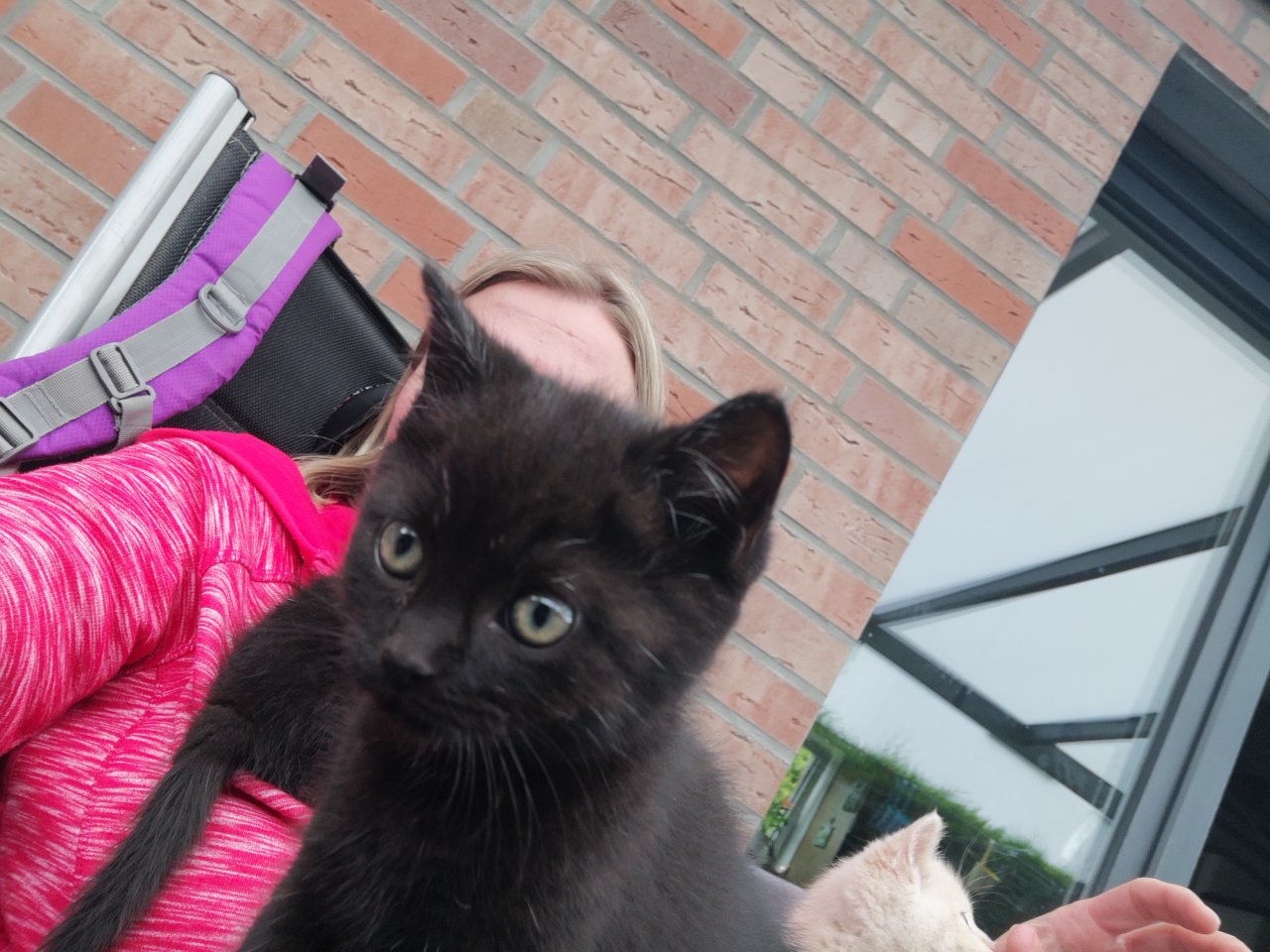 BKH Mix Kitten Katzenbabys - Freigaenger - Hamm