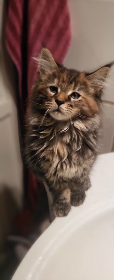 2 Main Coon Kitten abzugeben - Maine Coon - Wiesbaden