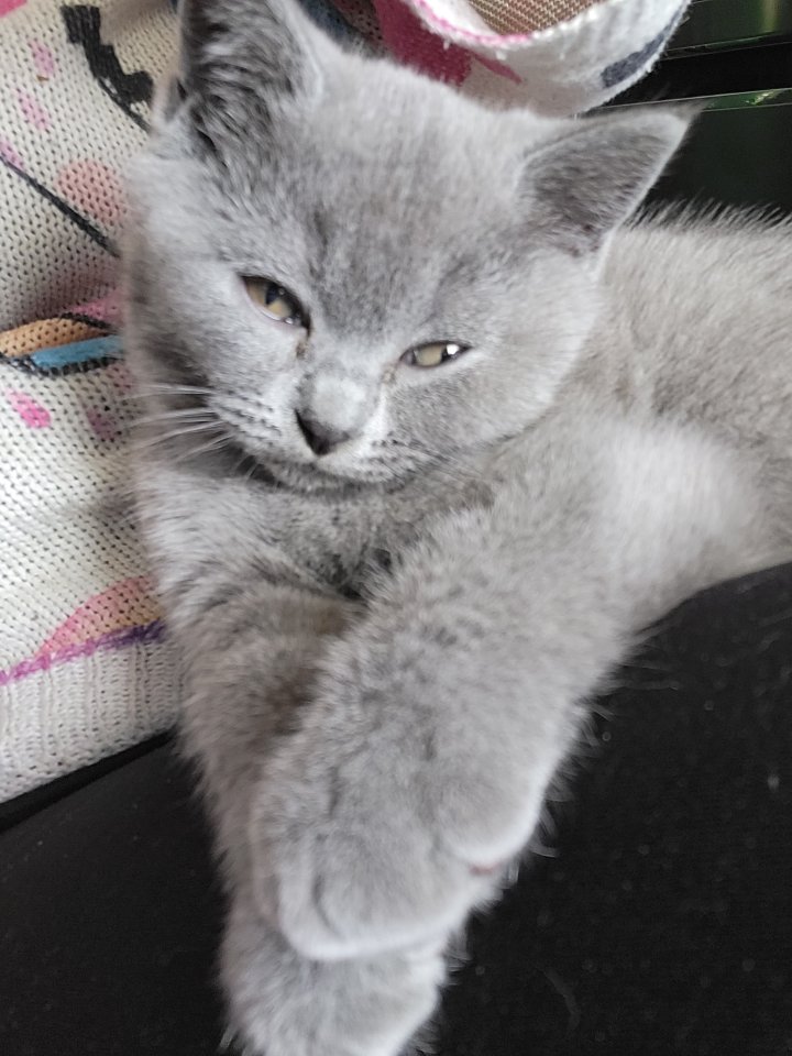 BKH KITTE (Britisch Kurzhaar)KATZENBABY - British Kurzhaar - Moers