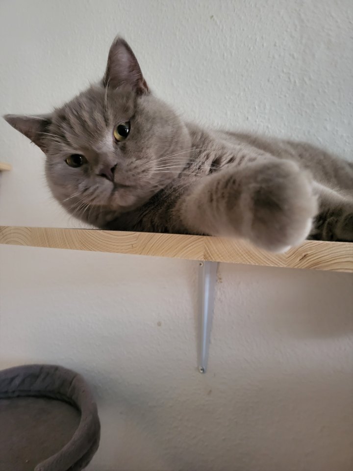 Bkh/ Scottish Fold Kater - Hauskatzen - Apolda