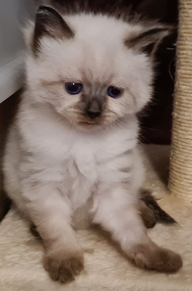 Wunderschöne Neva Masquarade Kitten mit Stammbaum - Neva Masquarade - Karstädt