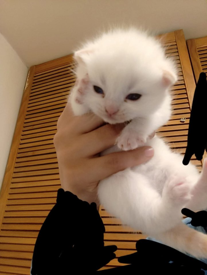 Kleine weiße Katze - Hauskatzen - Berlin