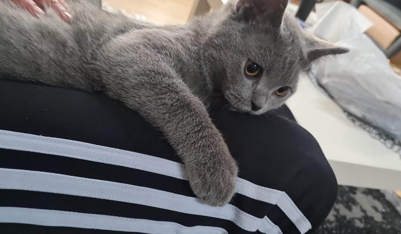 BKH Kitten geimpft, entwurmt und Stammbaum - British Kurzhaar - Duisburg