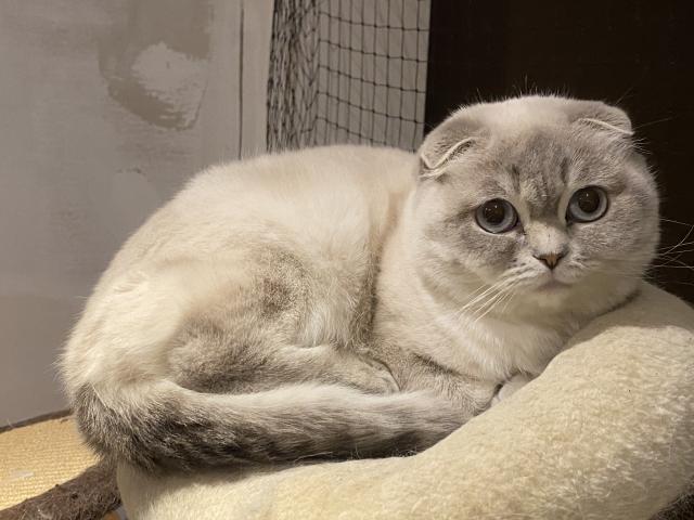 Junge Scottish Fold Katze in bluepoint - Scottish Fold - Peissen