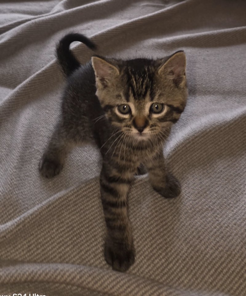 Katerchen grau getiegert abzugeben - Hauskatzen - Eitorf