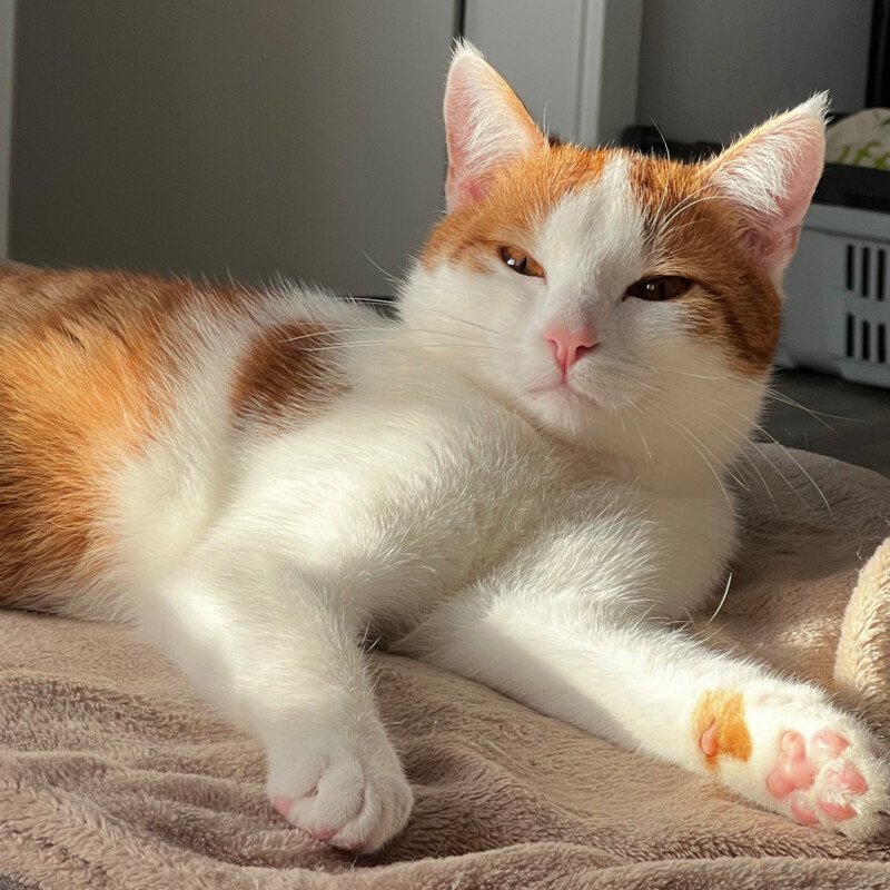 LINO - männlich  2 Jahre  europäische Kurzhaarkatze  Gechipt  Kastriert - Hauskatzen - Lauf an der Pegnitz