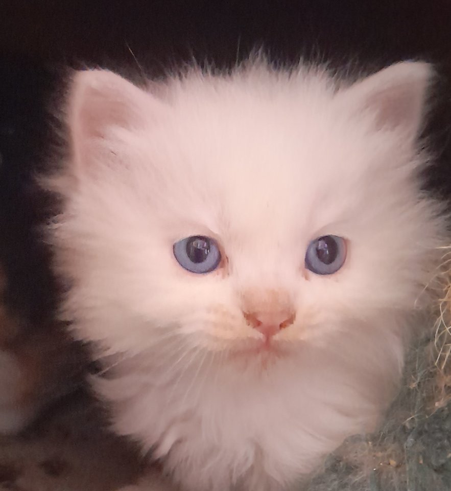 Maincoon Mix Kitten Katze Kater Perser - Maine Coon - Wittstock, Dosse