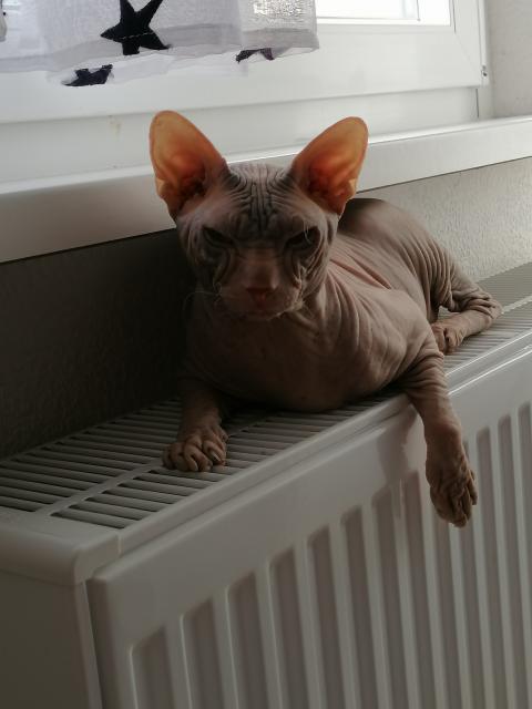 Zwei wunderschöne Sphynx Kater - Sphynx - Bad Kissingen 